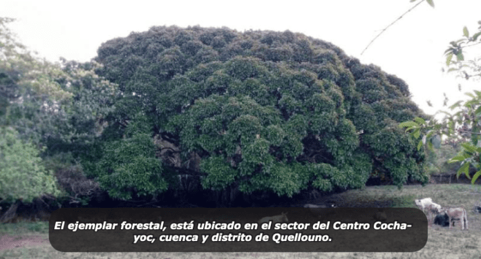 img3 ficus