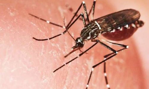 img8 dengue