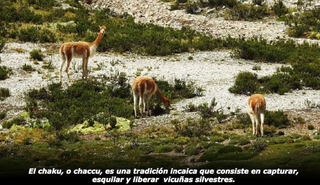 img7 vicuñas